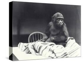 Young Gorilla 'John David'-Frederick William Bond-Stretched Canvas