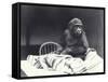 Young Gorilla 'John David'-Frederick William Bond-Framed Stretched Canvas