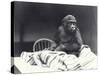 Young Gorilla 'John David'-Frederick William Bond-Stretched Canvas