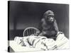 Young Gorilla 'John David'-Frederick William Bond-Stretched Canvas