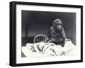 Young Gorilla 'John David'-Frederick William Bond-Framed Photographic Print