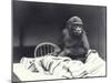 Young Gorilla 'John David'-Frederick William Bond-Mounted Photographic Print