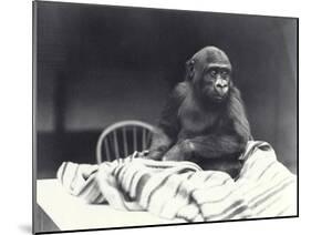 Young Gorilla 'John David'-Frederick William Bond-Mounted Photographic Print