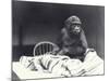 Young Gorilla 'John David'-Frederick William Bond-Mounted Photographic Print