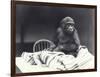 Young Gorilla 'John David'-Frederick William Bond-Framed Photographic Print