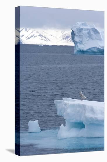 Young Great Skua (Stercorarius Skua) on Iceberg, Spitsbergen, Svalbard, Norway, Scandinavia, Europe-Thorsten Milse-Stretched Canvas