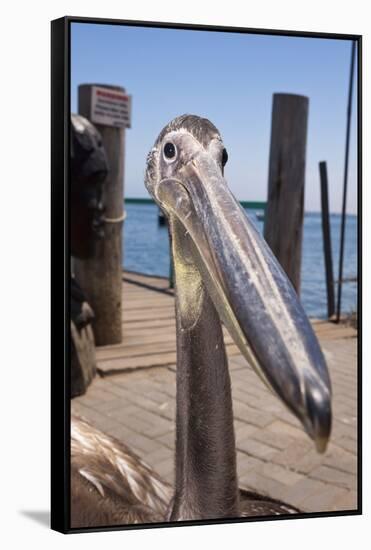 Young Great White Pelican Head-Reinhard Dirscherl-Framed Stretched Canvas