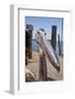 Young Great White Pelican Head-Reinhard Dirscherl-Framed Photographic Print