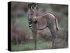 Young Grevy's Zebra-null-Stretched Canvas