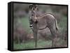 Young Grevy's Zebra-null-Framed Stretched Canvas