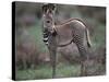 Young Grevy's Zebra-null-Stretched Canvas