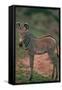 Young Grevy's Zebra-DLILLC-Framed Stretched Canvas