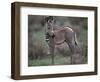 Young Grevy's Zebra-null-Framed Photographic Print