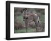 Young Grevy's Zebra-null-Framed Photographic Print