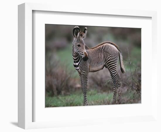 Young Grevy's Zebra-null-Framed Photographic Print