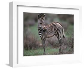 Young Grevy's Zebra-null-Framed Photographic Print