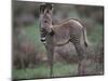 Young Grevy's Zebra-null-Mounted Photographic Print