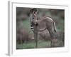 Young Grevy's Zebra-null-Framed Photographic Print