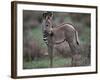 Young Grevy's Zebra-null-Framed Photographic Print