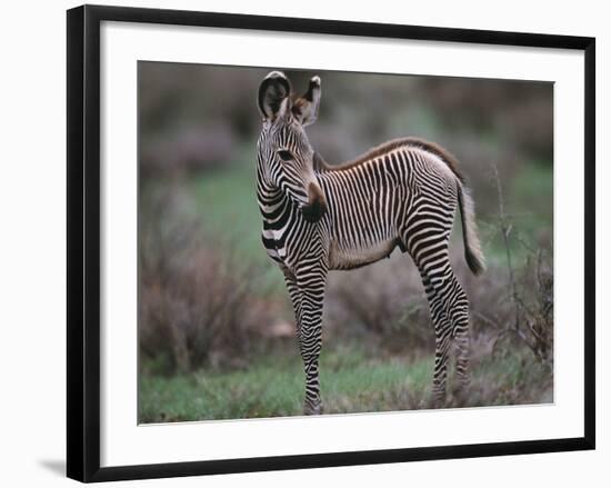 Young Grevy's Zebra-null-Framed Photographic Print