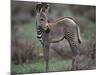 Young Grevy's Zebra-null-Mounted Photographic Print