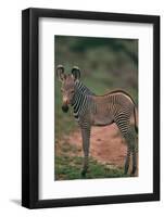 Young Grevy's Zebra-DLILLC-Framed Photographic Print