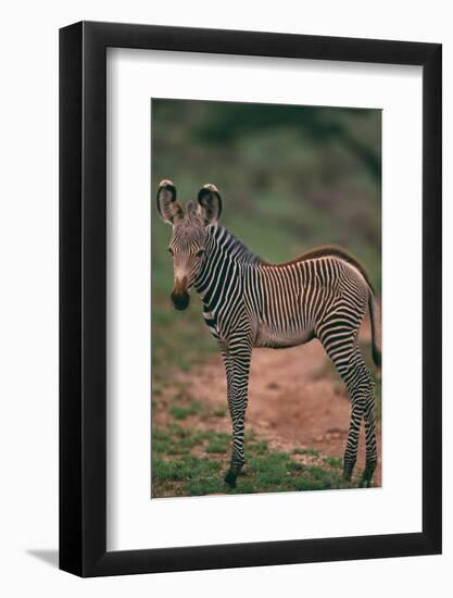 Young Grevy's Zebra-DLILLC-Framed Photographic Print