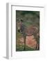 Young Grevy's Zebra-DLILLC-Framed Photographic Print