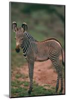 Young Grevy's Zebra-DLILLC-Mounted Photographic Print