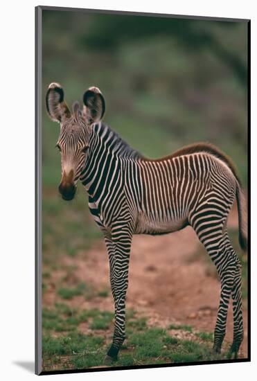 Young Grevy's Zebra-DLILLC-Mounted Photographic Print