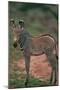 Young Grevy's Zebra-DLILLC-Mounted Photographic Print