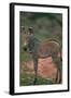 Young Grevy's Zebra-DLILLC-Framed Photographic Print