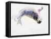 Young Grey Seal, Gweek, 2003-Mark Adlington-Framed Stretched Canvas