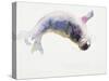 Young Grey Seal, Gweek, 2003-Mark Adlington-Stretched Canvas