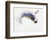 Young Grey Seal, Gweek, 2003-Mark Adlington-Framed Giclee Print