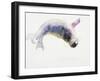 Young Grey Seal, Gweek, 2003-Mark Adlington-Framed Premium Giclee Print