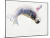 Young Grey Seal, Gweek, 2003-Mark Adlington-Mounted Premium Giclee Print