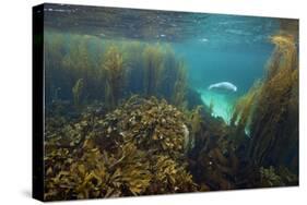 Young Grey Seal (Halichoerus Grypus) Exploring a Seaweed Garden in Summer, Island of Coll, Scotland-Alex Mustard-Stretched Canvas