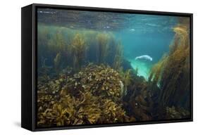 Young Grey Seal (Halichoerus Grypus) Exploring a Seaweed Garden in Summer, Island of Coll, Scotland-Alex Mustard-Framed Stretched Canvas