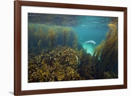 Young Grey Seal (Halichoerus Grypus) Exploring a Seaweed Garden in Summer, Island of Coll, Scotland-Alex Mustard-Framed Photographic Print