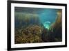 Young Grey Seal (Halichoerus Grypus) Exploring a Seaweed Garden in Summer, Island of Coll, Scotland-Alex Mustard-Framed Photographic Print