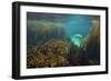 Young Grey Seal (Halichoerus Grypus) Exploring a Seaweed Garden in Summer, Island of Coll, Scotland-Alex Mustard-Framed Photographic Print