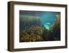 Young Grey Seal (Halichoerus Grypus) Exploring a Seaweed Garden in Summer, Island of Coll, Scotland-Alex Mustard-Framed Photographic Print