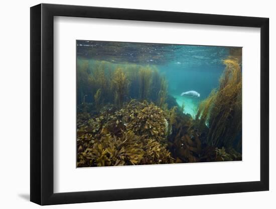 Young Grey Seal (Halichoerus Grypus) Exploring a Seaweed Garden in Summer, Island of Coll, Scotland-Alex Mustard-Framed Photographic Print