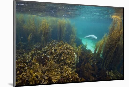 Young Grey Seal (Halichoerus Grypus) Exploring a Seaweed Garden in Summer, Island of Coll, Scotland-Alex Mustard-Mounted Photographic Print