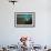 Young Grey Seal (Halichoerus Grypus) Exploring a Seaweed Garden in Summer, Island of Coll, Scotland-Alex Mustard-Framed Photographic Print displayed on a wall