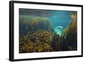 Young Grey Seal (Halichoerus Grypus) Exploring a Seaweed Garden in Summer, Island of Coll, Scotland-Alex Mustard-Framed Photographic Print