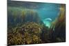 Young Grey Seal (Halichoerus Grypus) Exploring a Seaweed Garden in Summer, Island of Coll, Scotland-Alex Mustard-Mounted Photographic Print