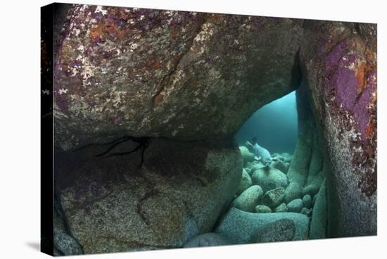 Young Grey Seal (Halichoerus Grypus) Exploring an Underwater Cave, Lundy Island, Devon, UK-Alex Mustard-Stretched Canvas