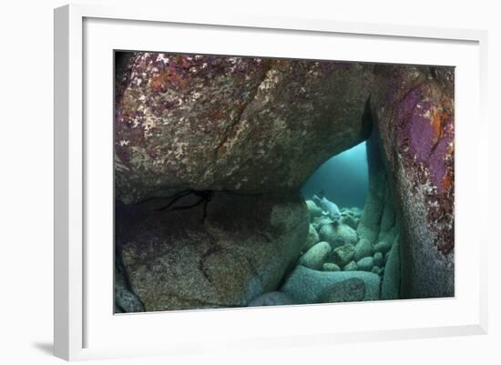 Young Grey Seal (Halichoerus Grypus) Exploring an Underwater Cave, Lundy Island, Devon, UK-Alex Mustard-Framed Photographic Print